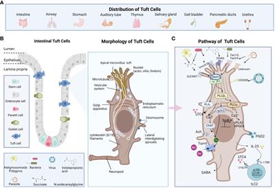 Possible connection between intestinal tuft cells, ILC2s and obesity